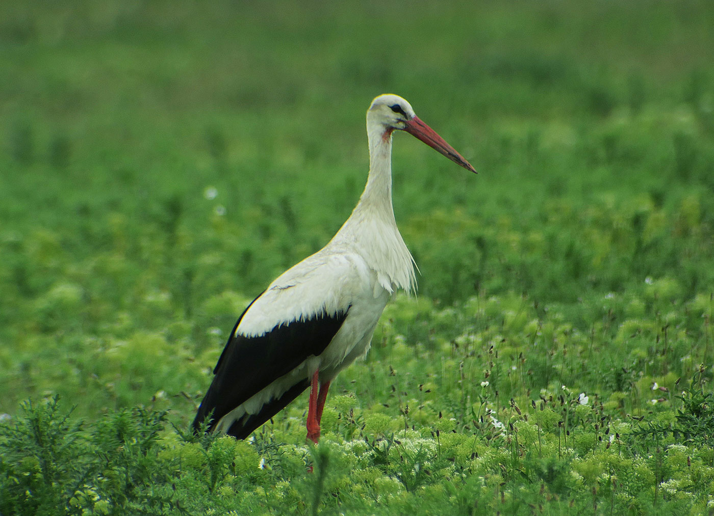 12_weissstorch_white-storck_lange-lacke_2019-05-22_0665