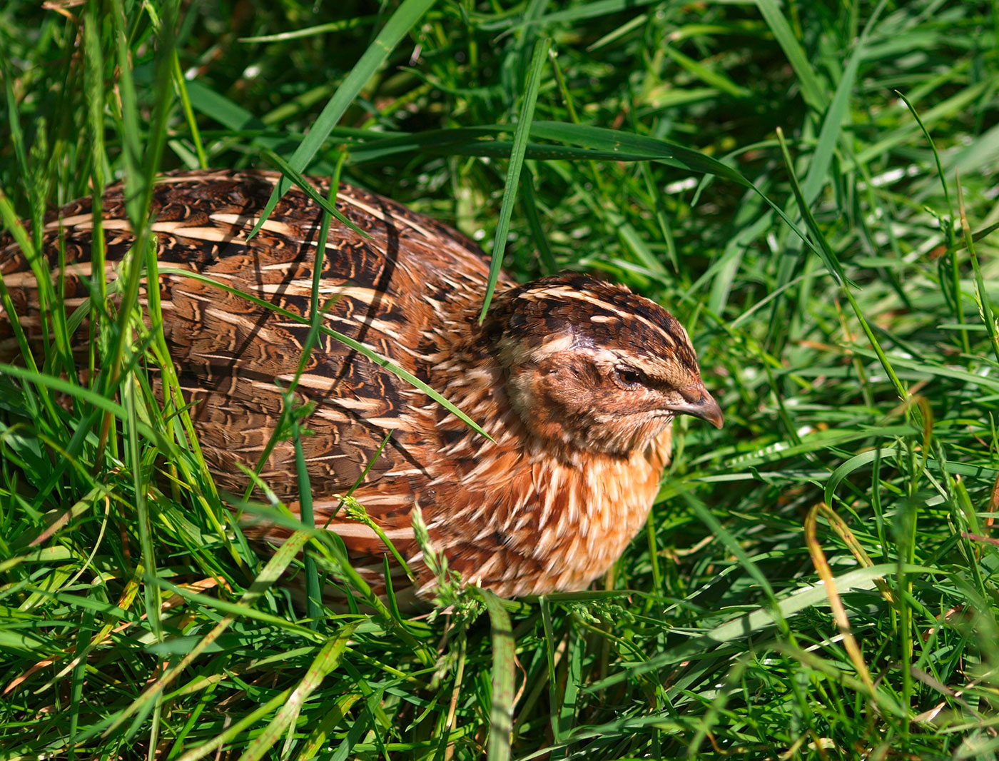 13_wachtel_common-quail-arisa-pixabay-354040
