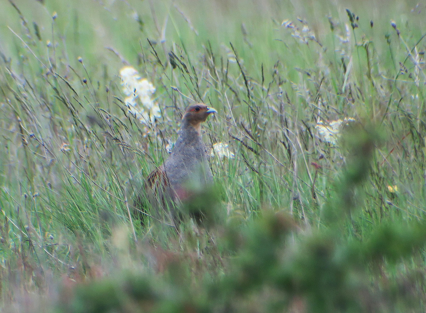 14_rebhuhn_grey-partridge_lange-lacke_2019-05-22_0671