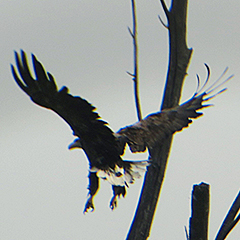 Seeadler an der Isarmündung