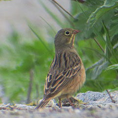 Ortolan und Thunbergschafstelze beim Ismaninger Speichersee