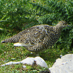 Alpenschneehuhn, Alpendohle und Schneehase in der Karwendelgrube