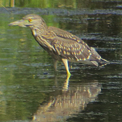 Nachtreiher und Sichelstrandläufer im Donaumoos