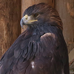 Steinadler und Co. in der Greifvogelstation auf der Hochalm, Rauris