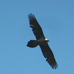 Bartgeier, Gänsegeier und Mönchsgeier im Krumltal