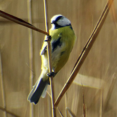 Blaumeise im Schilf und Odinshühnchen am Ammersee