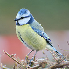 Blaumeise und Kohlmeise im Ostfriedhof