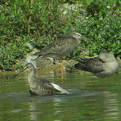 Dunkler Wasserläufer und Stieglitze am Ismaninger Speichersee