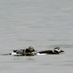 Zwei Eisenten überwintern am Starnberger See