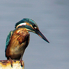 Hungriger Eisvogel in der Moosmühle