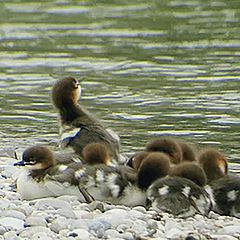 Nachwuchs bei Gänsesäger, Wanderfalke und Höckerschwan