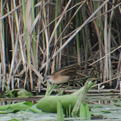 Kleines Sumpfhuhn am Ammersee