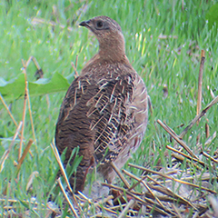 Rebhühner östlich der Garchinger Heide