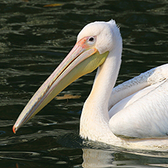 Der Rosapelikan von der Isar