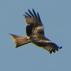 Rotmilan und Blaukehlchen, Schwarzkehlchen, Braunkehlchen