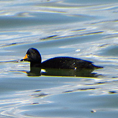 Trauerente am Ismaninger Speichersee