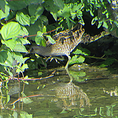 Tüpfelsumpfhuhn am Ismaninger Speichersee