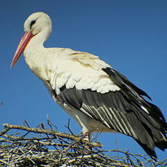 Weißstorch als Frühlingsbote in Raisting