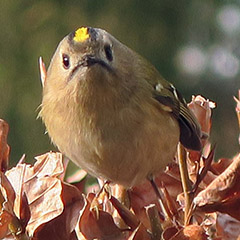 Wintergoldhähnchen und Gartenbaumläufer im Friedhof