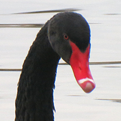 Schwarzschwan am Moosburger Stausee