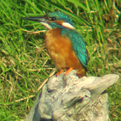 Eisvogel und Flussseeschwalben