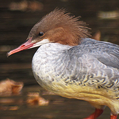 Gänsesäger und Waldkauz im Nymphenburger Schlosspark