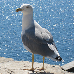 Mittelmeermöwen in Rovinj