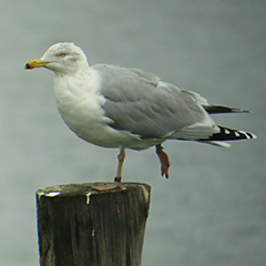 Silbermöwe und Samtenten am Ammersee