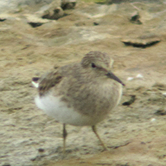 Temminckstrandläufer und Kleinspecht bei Plattling