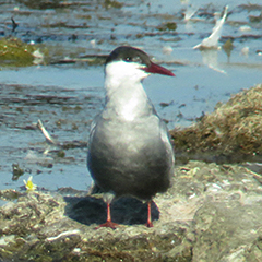 Weißbart-Seeschwalbe und junge Grauschnäpper