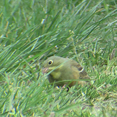 Ortolan und Schwanzmeise am Ismaninger Speichersee