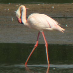 Zwei Flamingos und eine Uferschnepfe am Unteren Inn