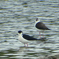 Zwei Stelzenläufer und zwei Ortolane am Ismaninger Speichersee