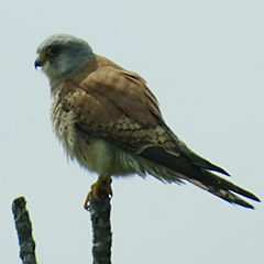 Rötelfalke und Rotfußfalke am Ammersee