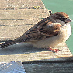 Rotkehlchen, Italiensperling, Mittelmeermöwe in Venedig