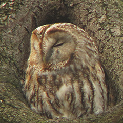 Waldkauz im Englischen Garten