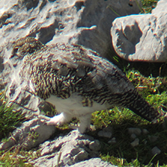 Alpenschneehuhn im Karwendel