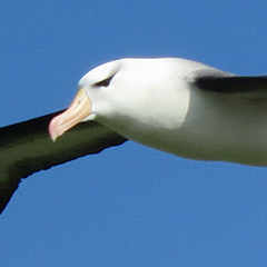 Helgoland – Tag 6: Schwarzbrauenalbatros und Gryllteiste