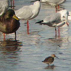 Alpenstrandläufer