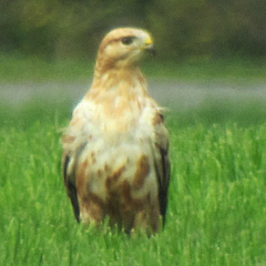 Adlerbussard in Rosenheim-Pang