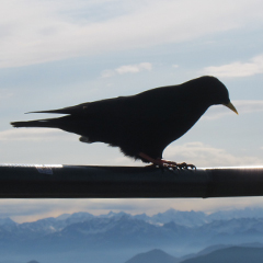 Alpendohle am Wendelstein