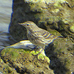 Bergpieper und Kampfläufer am Ismaninger Speichersee