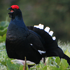 Birkhuhnbalz in den Ammergauer Alpen