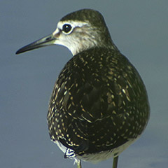 Zwei Bruchwasserläufer und ein Stieglitz