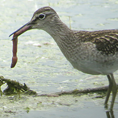 Jede Menge Bruchwasserläufer und ein Gänsesäger