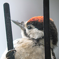 Balkonvögel im Sommer