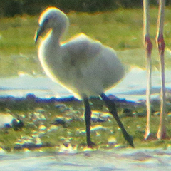 Bruterfolg bei den Chileflamingos am Großen Rötelseeweiher