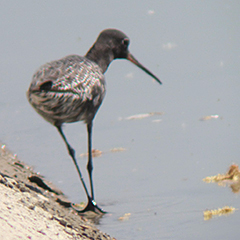 Dunkler Wasserläufer in Ismaning