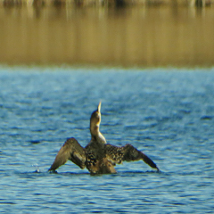 Eistaucher am Lußsee