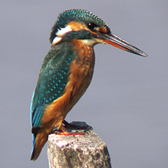 Eisvogel und Flussuferläufer in Palud